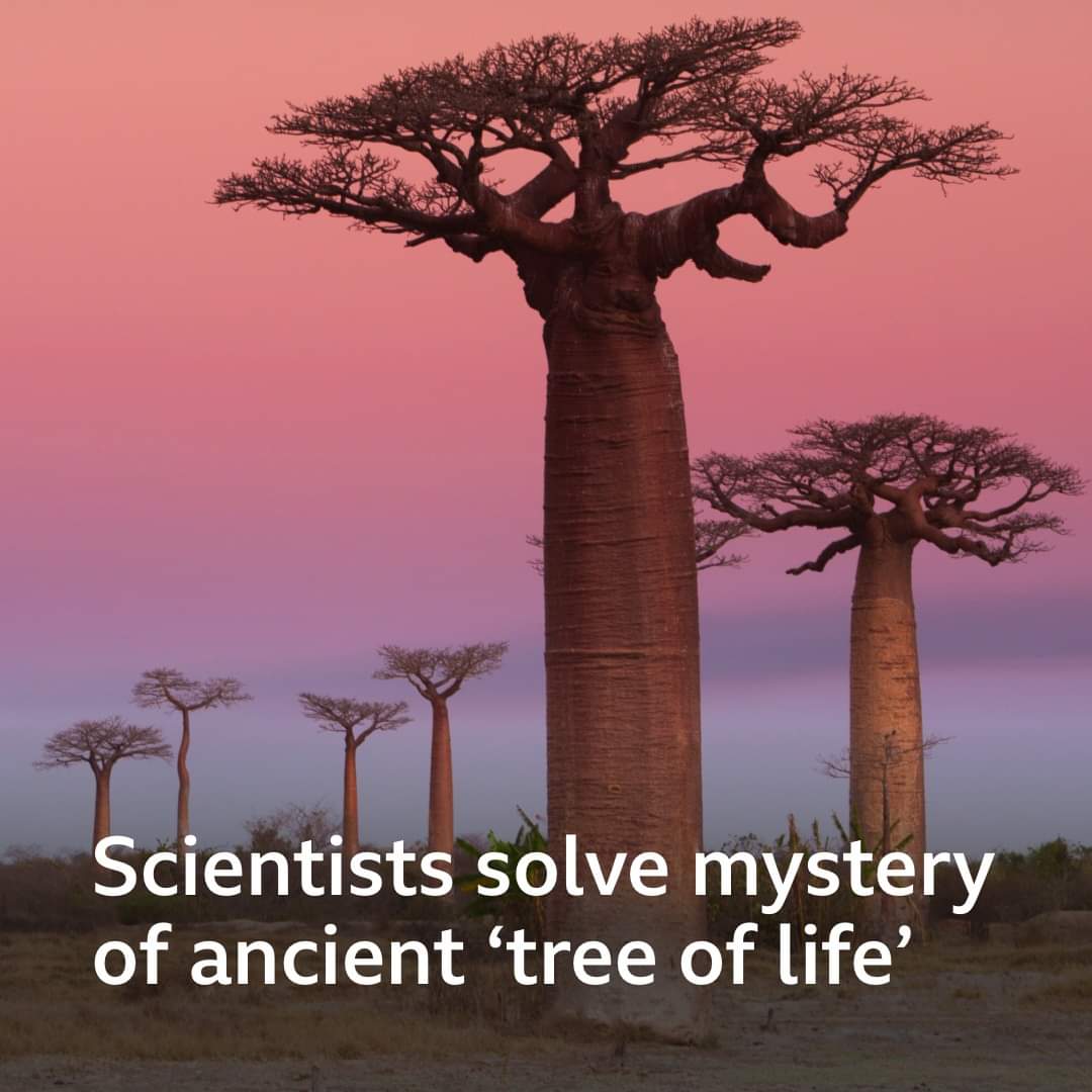Scientists Solve Mystery Of Ancient ‘Tree Of Life’